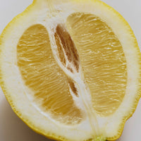 Magna | Magnesium Powered Electrolytes | Iced Tea Lemonade